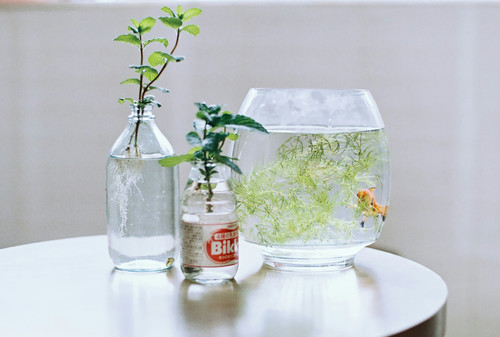 包含动物的好听网名精选