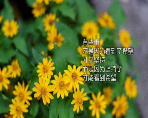 2021最火伤感网名女生网名、无可奈何〆花落去