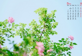 可爱霸气网名--欲界妖精