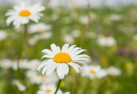 伤痕的网名 『姐‖活得风情万种』