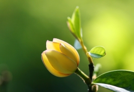 好听的日系ID精选_唯她是命