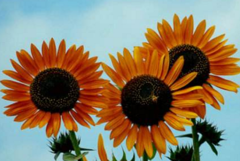 白色情人节 普通祝福