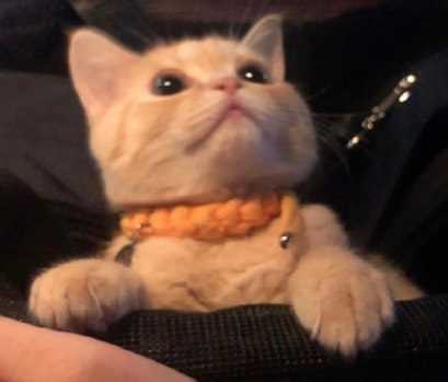 小年夜景说说--送你一件外套，前面是