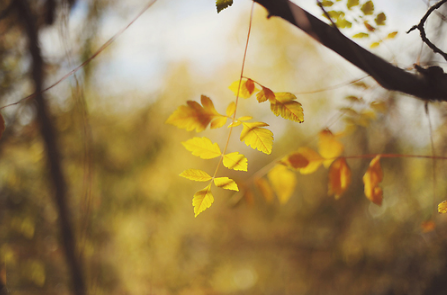 腊八节日的祝福语