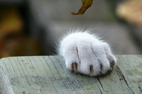 清明节发qq的说说