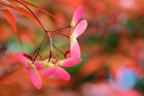 一个人看除夕烟花说说_新春佳节，快乐假期，