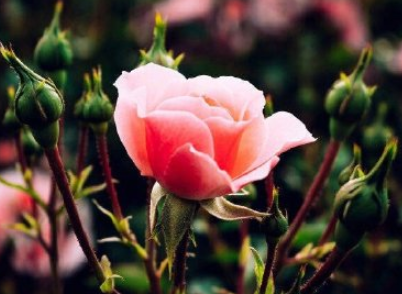 祝闺蜜腊八节快乐祝福语 幸福腊八粥做法：材料