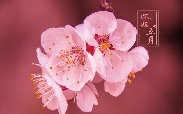 惊蛰时节生日的祝福语