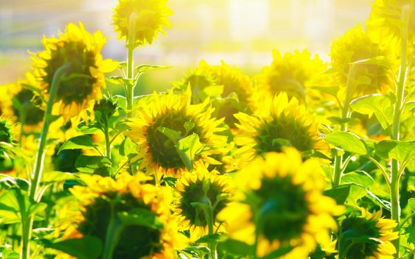 空间元宵节说说