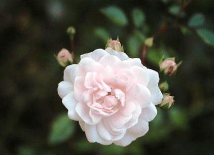 除夕放烟花的朋友圈说说_愿你快乐，愿你幸福，