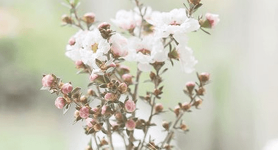 牛年立春祝福短语