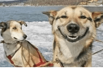 春节爱情说说 **爱情是洁白的花朵