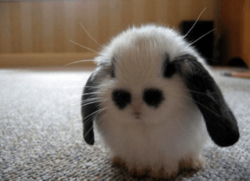 2022年元宵节微信朋友圈说说