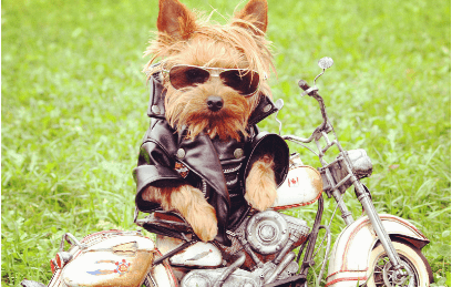 春节元宵节说说