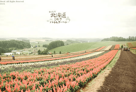 情人节qq说说单身狗