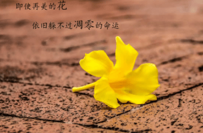 元旦新年祝福语幽默