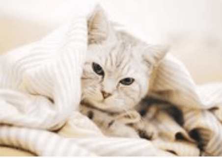 春分适合给客户的祝福语 春眠不觉晓，头重身疲