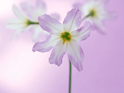 关于张国荣的愚人节说说