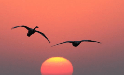 给员工的女生节祝福语--美女美女你真牛，青春