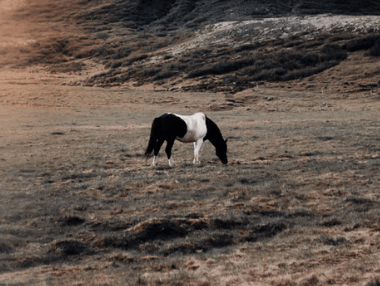 除夕夜祝福朋友圈说说_锦城虽云乐，不如早还