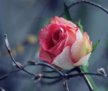 春节窝家里睡觉说说_团团圆圆新年到，欢欢