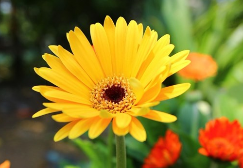 2021无情的霸气网名冷酷四个字--带雨玫瑰