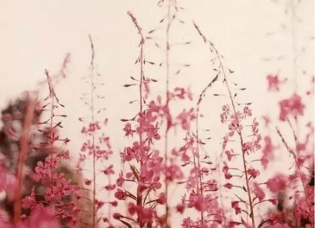 简单优雅40岁女人网名