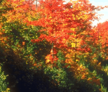 卓尔的网名_永瘦宫