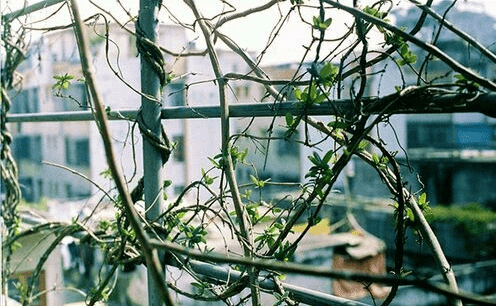 带猪的网名萌--抱着星星等月亮