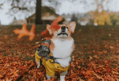 网络游戏伤感的游戏名字