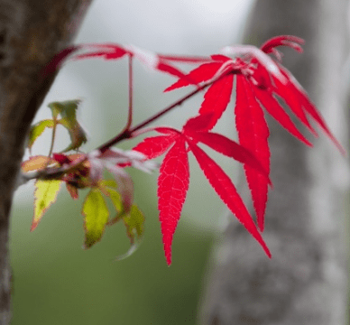好听响亮的帮派名字