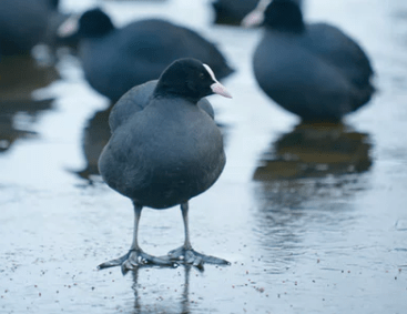 有女人味更妩媚的网名精选 Suresh
