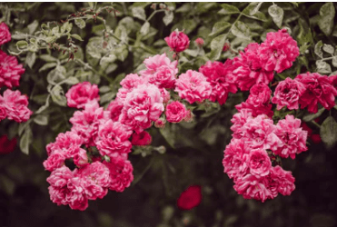 唯美女孩游戏名字