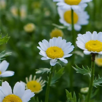 steam好听点的名字 悲伤绕指柔