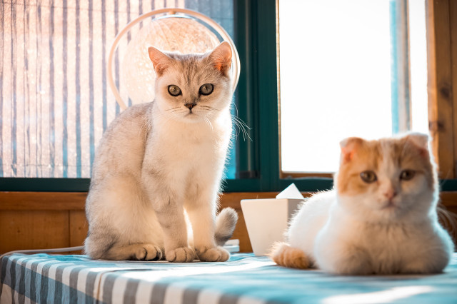 适合元宵节的搞笑说说、**父亲总是在观众面